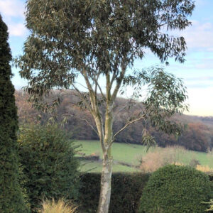 Audreys Garden Debi - Eucalyptus Debeuzevillei