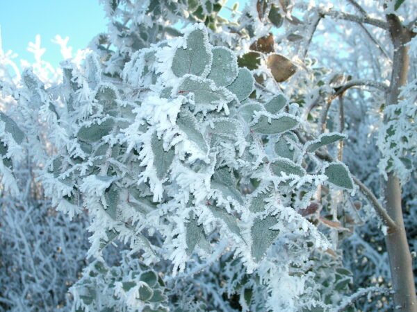 Eucalyptus foliage encrusted with hoar frost