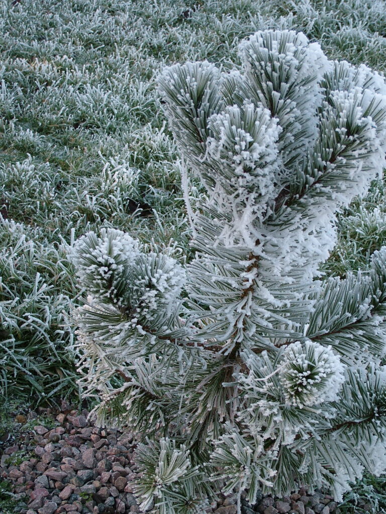 Pinus sylvestris encrusted with hoar frost