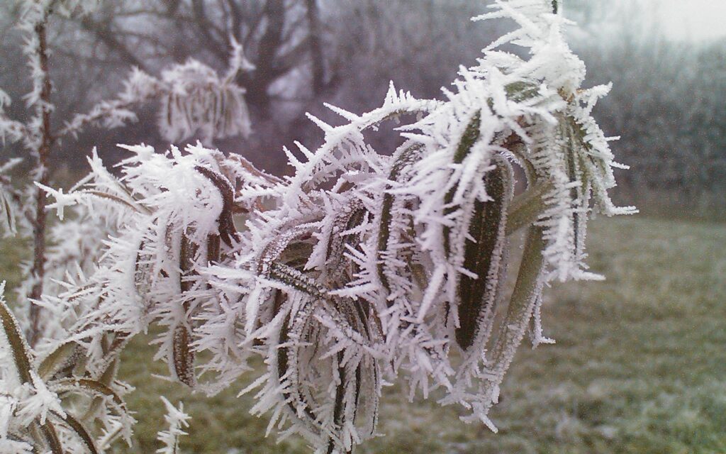 Eucalyptus dalrympleana encrusted with hoar frost