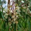 The Swamp Gum, Eucalyptus aggregata in full bloom in winter by Hardy Eucalyptus