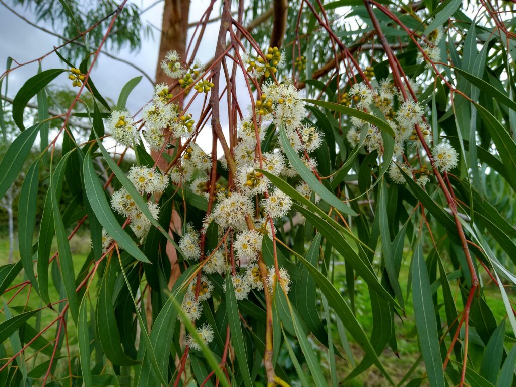 The Swamp Gum, Eucalyptus aggregata in full bloom in winter by Hardy Eucalyptus