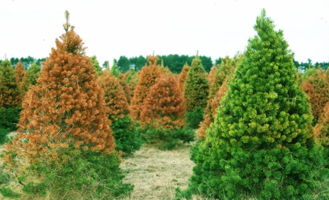 Pine trees badly scorched by radiation frost