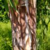 Peeling Eucalyptus aggregata bark in August UK by Hardy Eucalyptus