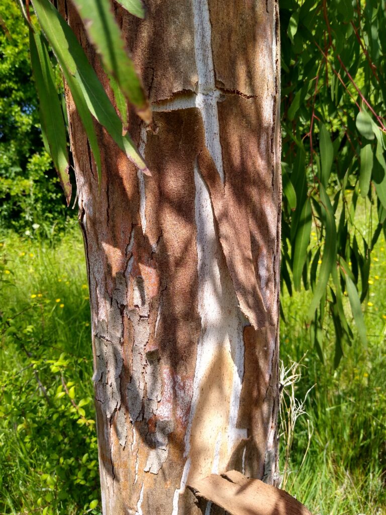 Peeling Eucalyptus aggregata bark in August UK by Hardy Eucalyptus