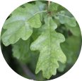 Quercus robur leaves