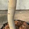 White Sallee Snow Gum
