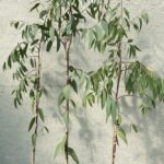 White Sallee Snow Gum