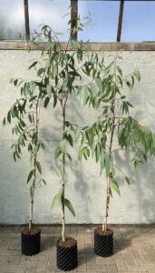 White Sallee Snow Gum