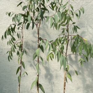 White Sallee Snow Gum