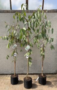 Eucalyptus pauciflora