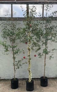 Eucalyptus archeri
