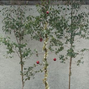Eucalyptus archeri