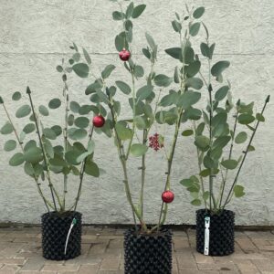 Eucalyptus pauci. subsp. debeuzevillei - Jounama Snow Gum