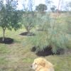 Group of 3 Eucalyptus Cut Foliage bushes