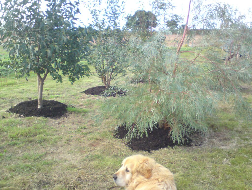 Group of 3 Eucalyptus Cut Foliage bushes