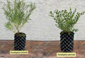 Eucalyptus nicholii and Eucalyptus parvula in 1 litre air-pots