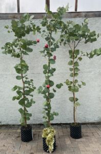 Eucalyptus neglecta dressed for Christmas
