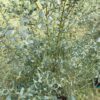 France Bleu 12 litre bush foliage