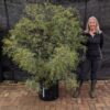 France Bleu bush 30 litre