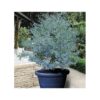 Eucalyptus gunnii x gunnii 'France Bleu' - 1 of the best ever Eucalyptus