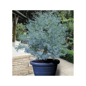 Eucalyptus gunnii x gunnii 'France Bleu' - 1 of the best ever Eucalyptus