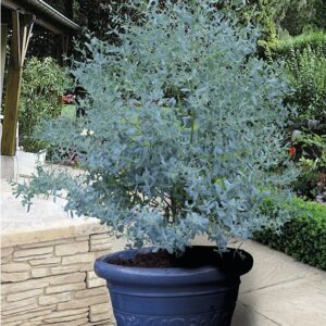 Eucalyptus x gunnii 'France Bleu'