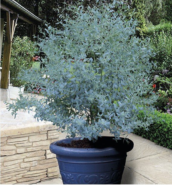 France Bleu web image Eucalyptus x gunnii 'France Bleu'