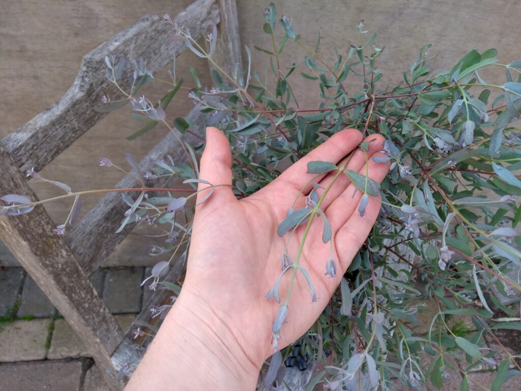 Eucalyptus gunnii x gunnii 'France Bleu' - 1 of the best ever Eucalyptus