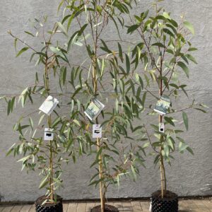 Eucalyptus gregsoniana