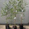 E. coccifera 7.5 litre 150-180 cm
