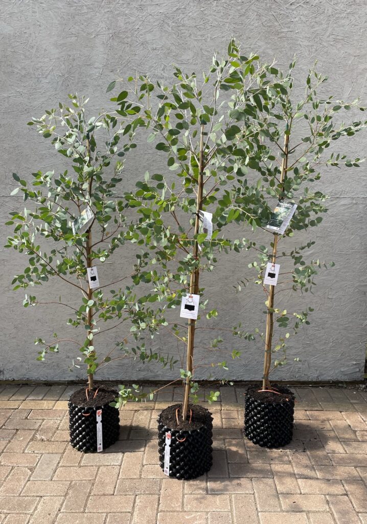 E. coccifera 7.5 litre 150-180 cm