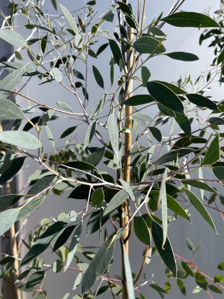 Eucalyptus coccifera