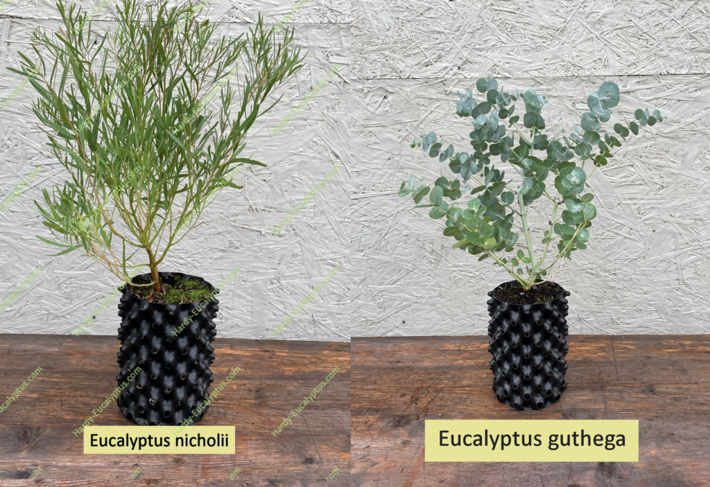 Eucalyptus cicholii and Eucalyptus guthega in 1 Litre Air-Pots