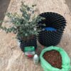 Eucalyptus archeri patio kit