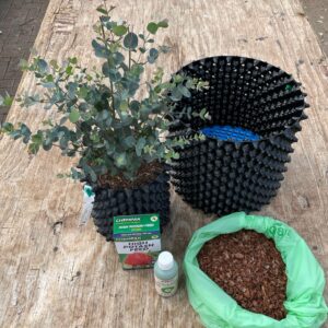 Eucalyptus archeri patio kit