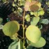 Eucalyptus camphora subsp. camphora