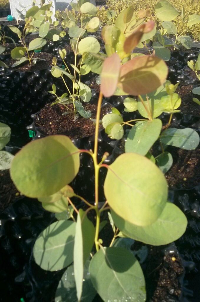 Eucalyptus camphora subsp. camphora