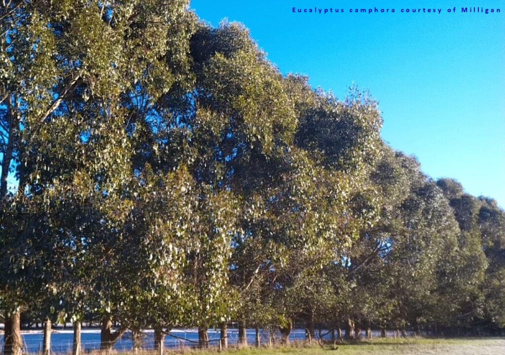 Eucalyptus camphora subsp. camphora
