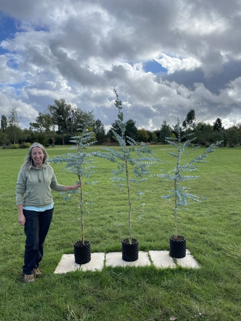 Baby Blue 5 litre feathered standards circa 150cm-180cm