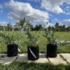 Group of 3 x 5 litre Baby Blue clumps 30-60cm
