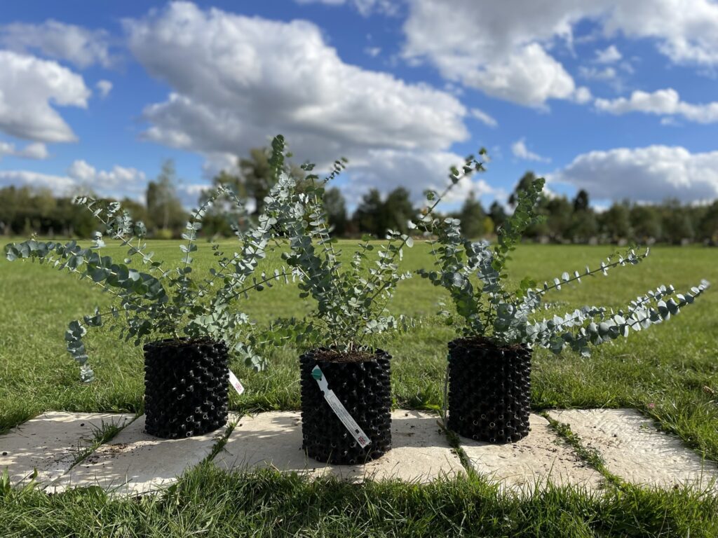 Group of 3 x 5 litre Baby Blue clumps 30-60cm