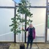 12L camphora 240-270cm