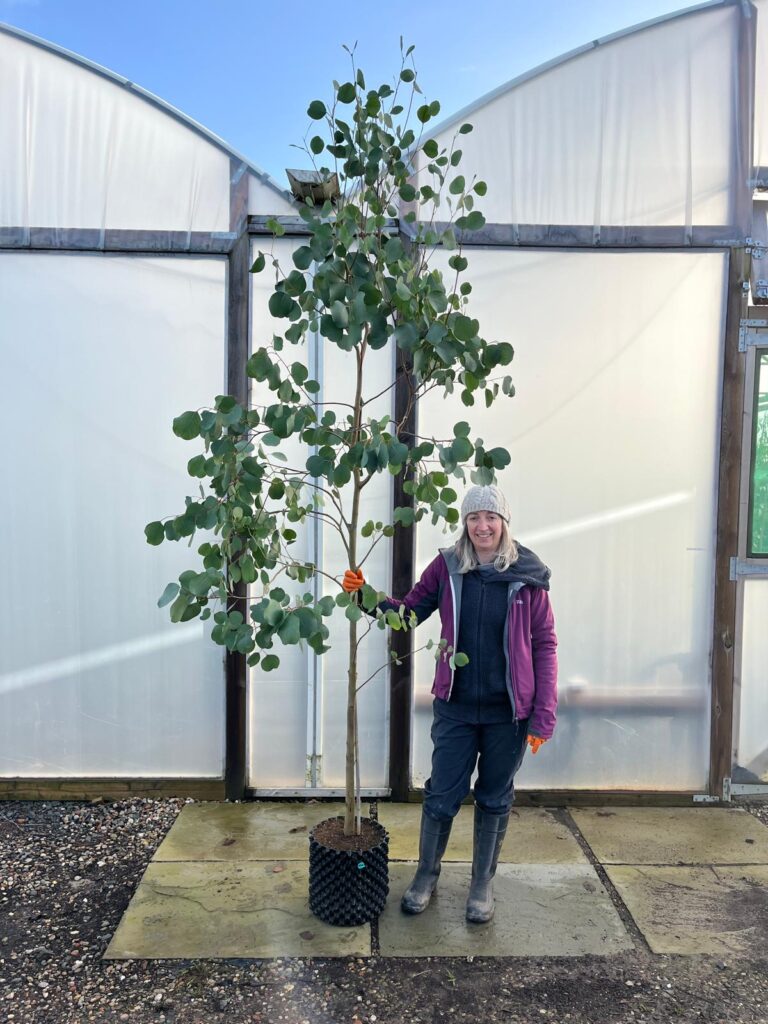 12L camphora 240-270cm