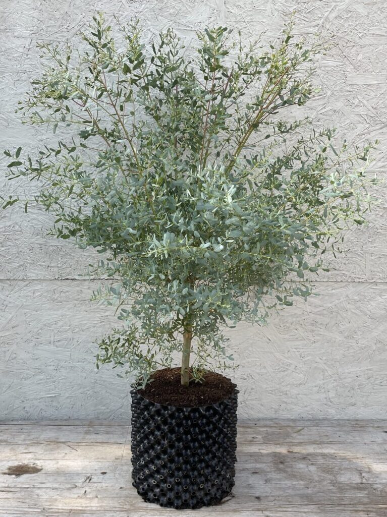 Eucalyptus gunnii x gunnii 'France Bleu' 12 litre bush circa 90cm, Hardy Eucalyptus by Grafton Nursery Eucalyptus gunnii x gunnii 'France Bleu' 12 litre bush circa 90cm, Hardy Eucalyptus by Grafton Nursery