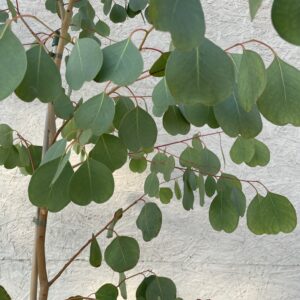 Eucalyptus camphora subsp camphora Hardy Eucalyptus Grafton Nursery