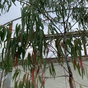 Eucalyptus saxatilis Hardy Eucalyptus Grafton Nursery