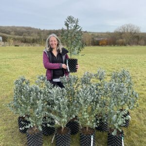 Eucalyptus 'Azura'