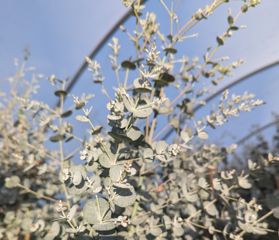Azura foliage closeup Eucalyptus gunnii 'Azura' 3 litre