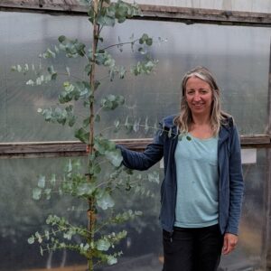 Eucalyptus glaucescens 'Guthega'
